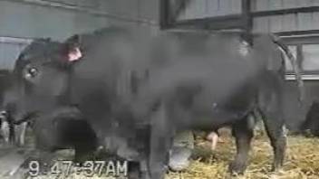 Horny bull flaunting its hard cock for the camera