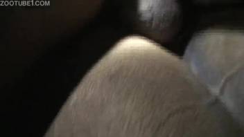 Guy pounding a mare's vagina from the rear in a steamy video