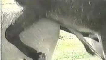 Intense sex clip featuring a pair of aroused beasts
