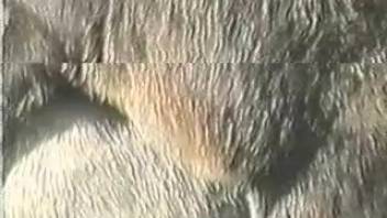 Guy enjoys seeing donkeys screwing intensely