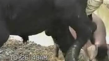 Bull's huge cock getting jerked off for the camera