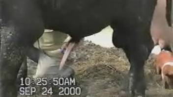 Massive bull dick being stroked on camera