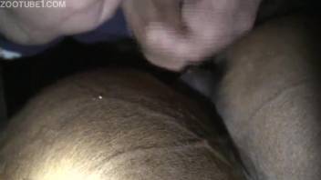 Rancher records his stiff cock stretching a snug equine crevice