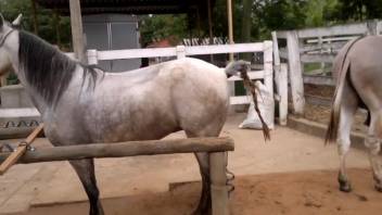 Ass pounding a female horse's vagina publicly