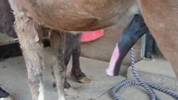 Smiling pony getting its dick jerked by a zoophile