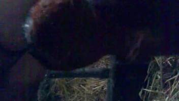 Guy's uncircumcised cock receives a deep throat from a fetish-loving bovine.
