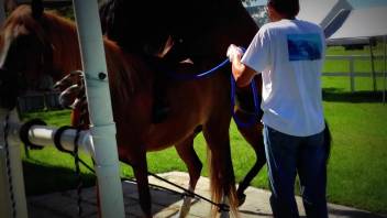 Well-hung stud stretches open a filly's tasty cunt