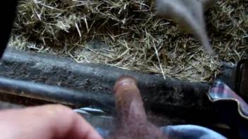 A guy has sex with a cow in a forbidden first-person bestiality video