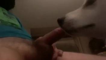 Canine satisfies master by tonguing his testicles and shaft