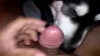 POV oral sex video with a man and his alluring canine