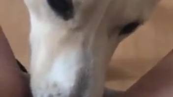 Canine tongues lady's moist vagina and rear in wild positions
