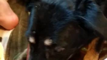 Guy's furry anus gets tongued by a seductive pooch