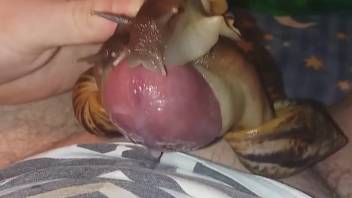 Guy places snails on his penis for them to slither while he jerks off