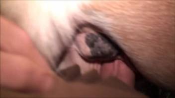 Lustful guy intensely penetrates a canine in some harsh sequences