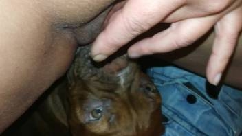Canine tongues lady's clitoris amid her private solo self-pleasure at home