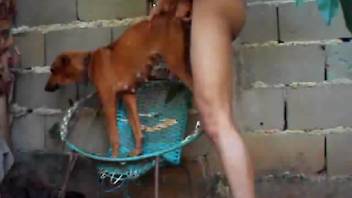 Adorable pooch with snug rear was thoroughly pounded by depraved animal enthusiast