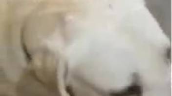 Guy's erect penis swallowed deeply by a perverted canine
