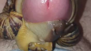 Guy allows snails to swarm onto his dick and envelop it