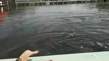 Alluring elderly lady is rubbed up on by a freaky dolphin