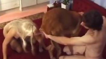 Stockings-wearing blonde cucks her hubby with a dog