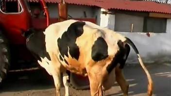 Naked brunette stimulates tight anal hole of a sexy cow
