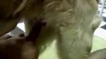 Well-trained dog pounds a promiscuous babe in her gaping mouth