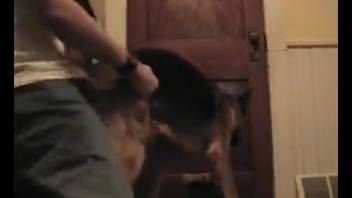 Amazing canine is being smoothly entered in the doggy position