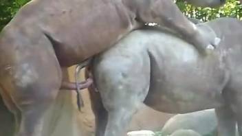 Rhino sex movie with lots of hardcore fucking in HQ