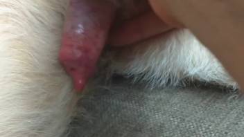 Crimson phallus monster displaying its stunning cock right here