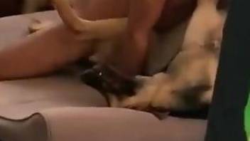Dude fucking a submissive dog in a missionary position