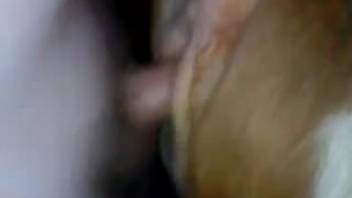 Guy pounding a female horse's steamy slit from the rear super intensely