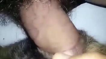 Thick penis penetrating a sexy dog's narrow opening