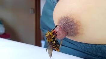Lady enjoys an insect buzzing on her stiff nipples during perverse solo session