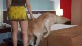 Dark-haired woman in alluring lingerie being fucked by a canine