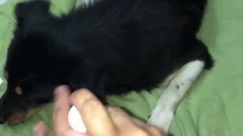 Hot beast relishing intense pounding from a bestiality lover