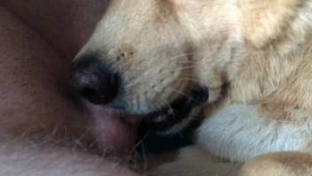 Guy ravaging a canine's throat with his erect penis