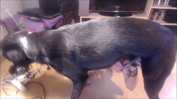 Submissive man fellating a dark canine's tasty cock