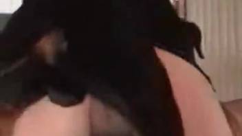 Skirt-clad animal enthusiast screwing a well-hung creature live on webcam