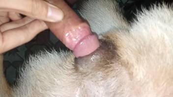 Dude puts his penis in a hot animal hole here