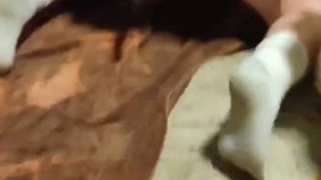 Homosexual man experiences full canine cock penetrating his rear for brutal anal action