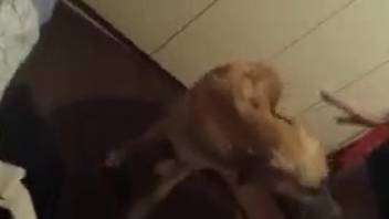 Hairy dog eagerly eats woman's soaked pussy in a charming adult fuck scene