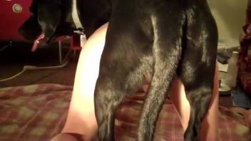 Naked big-breasted woman tongued by the dog prior to wild intercourse
