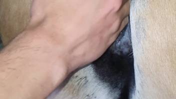 Horny dude delving into a mare's cunt