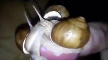 Dude is happy to let snails pleasure his penis