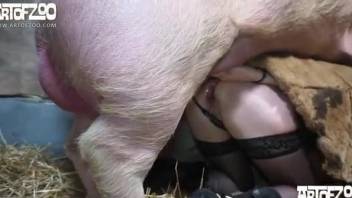 Stockings-clad zoophile fucking a pig in the barn