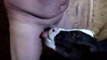 Bovine relishing oral stimulation of penis in a complimentary adult film available here