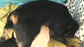 Leashed beauty having her snug cunt pounded