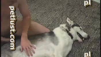 Canine satisfies aroused guy with penis-licking blowjob