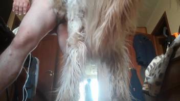 Butt tongued prior to shoving his cock into the canine's jaws