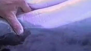 Filthy scuba guy shoves his rigid digits into a dolphin's snug orifice